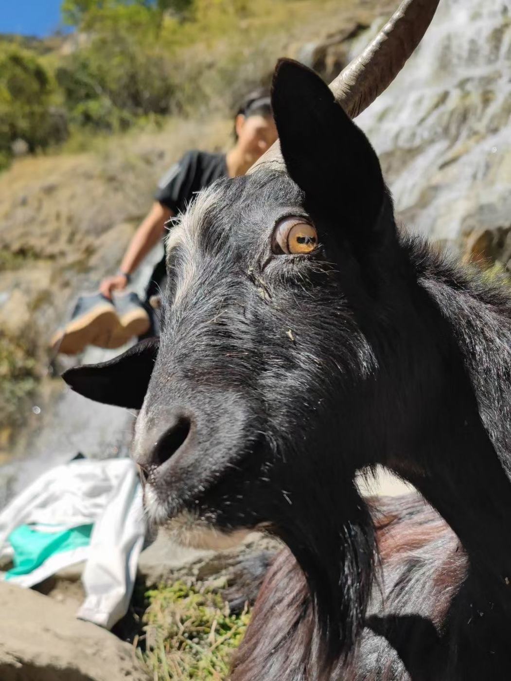 Close-up of a black goat on the trail
